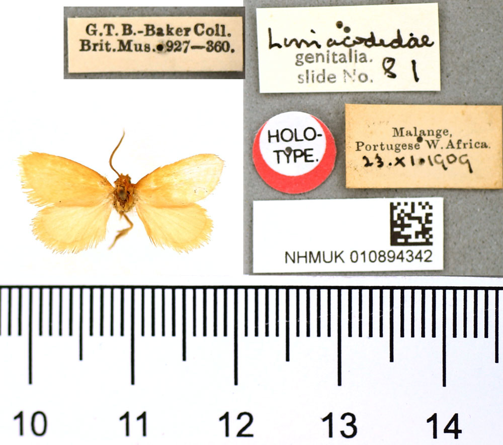 /filer/webapps/moths/media/images/F/flava_Pseudomantria_HT_BMNH.jpg