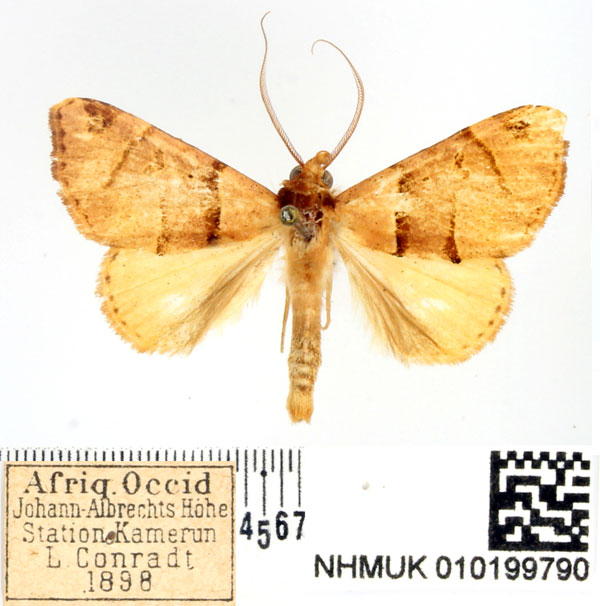 /filer/webapps/moths/media/images/F/flavealis_Marcipa_AM_BMNH.jpg
