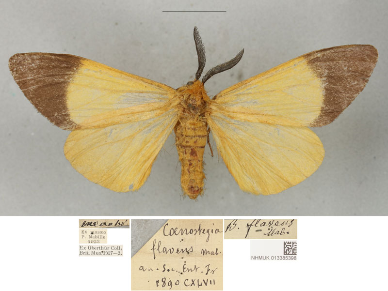 /filer/webapps/moths/media/images/F/flavens_Coenostegia_LTM_BMNH.jpg