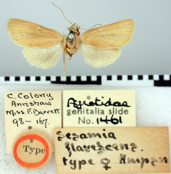 /filer/webapps/moths/media/images/F/flavescens_Sesamia_HT_BMNH.jpg