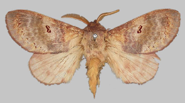 /filer/webapps/moths/media/images/F/flavia_Pachymeta_LT_BMNH.jpg
