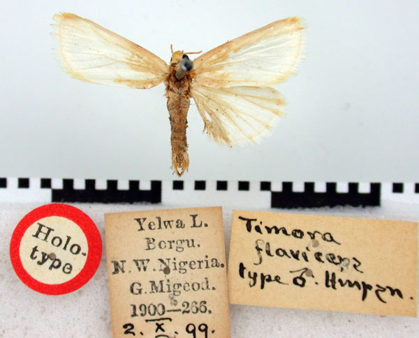 /filer/webapps/moths/media/images/F/flaviceps_Timora_HT_BMNH.jpg