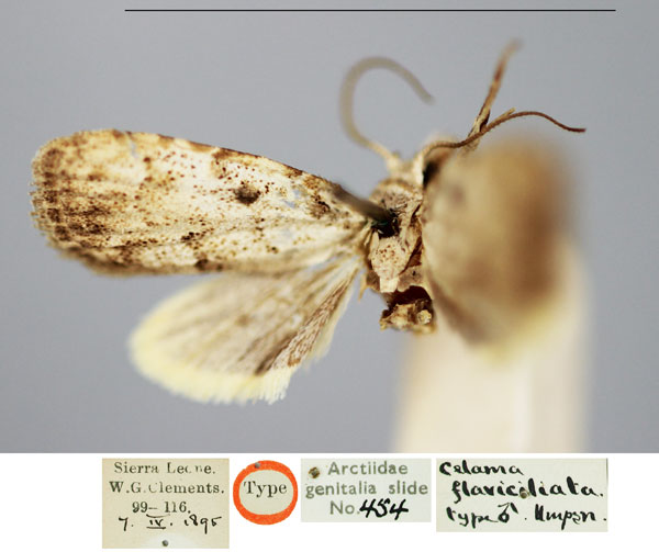 /filer/webapps/moths/media/images/F/flaviciliata_Nola_LT_BMNH_LIDWIqh.jpg