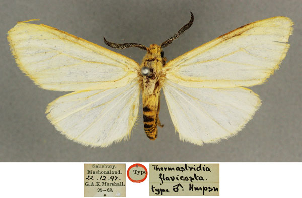 /filer/webapps/moths/media/images/F/flavicosta_Amsacta_HT_BMNH.jpg