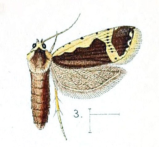 /filer/webapps/moths/media/images/F/flavicostana_Argyrotoxa_ST_Walsingham_1891_3-3.jpg