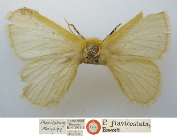 /filer/webapps/moths/media/images/F/flavicostata_Phyllalia_HT_NHMUKa.jpg