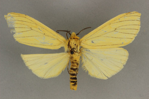 /filer/webapps/moths/media/images/F/flavidus_Afrospilarctia_AF_BMNH.jpg