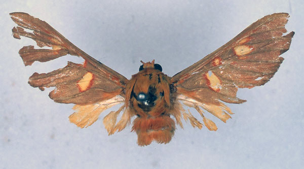 /filer/webapps/moths/media/images/F/flavimacula_Balacra_HT_BMNH_01.jpg