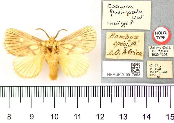 /filer/webapps/moths/media/images/F/flavimacula_Cosuma_HT_BMNH.jpg