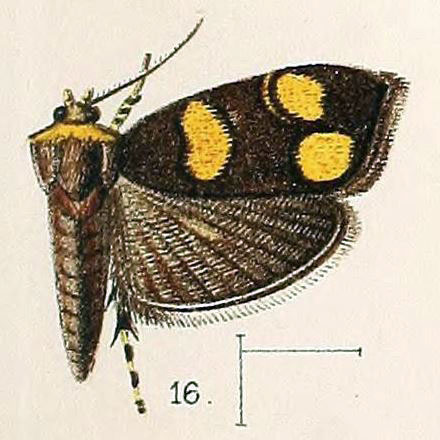 /filer/webapps/moths/media/images/F/flavimaculata_Simaethis_HT_Walsingham_1891_3-16.jpg