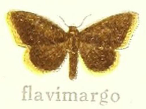 /filer/webapps/moths/media/images/F/flavimargo_Laelaroa_HT_Hering_28e.jpg
