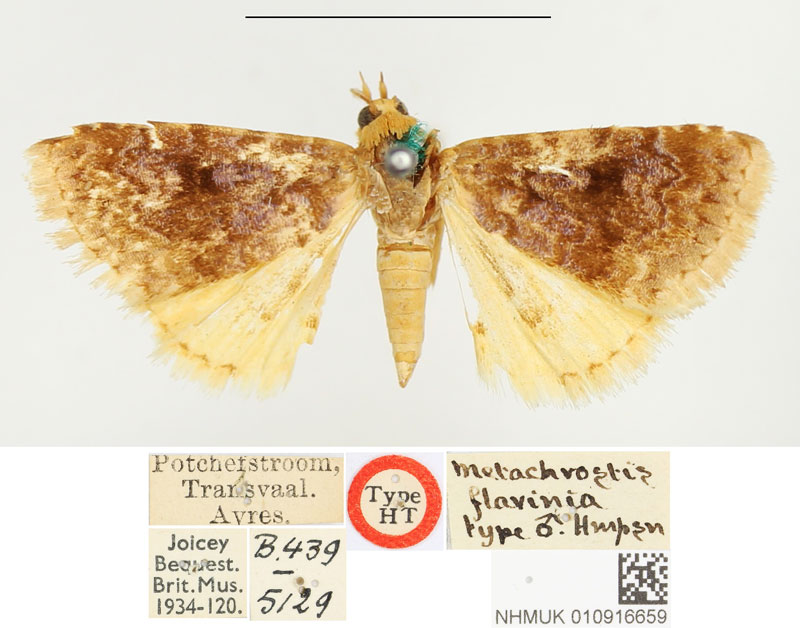 /filer/webapps/moths/media/images/F/flavinia_Metachrostis_HT_BMNH.jpg