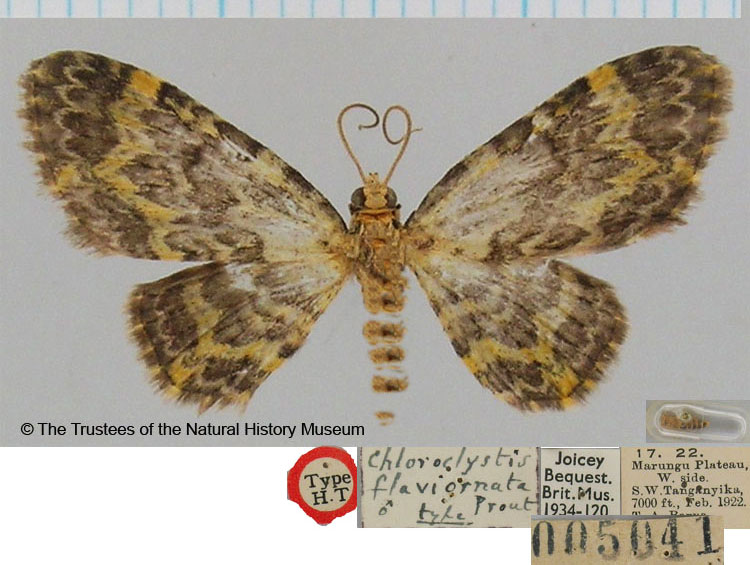 /filer/webapps/moths/media/images/F/flaviornata_Chloroclystis_HT_BMNH.jpg