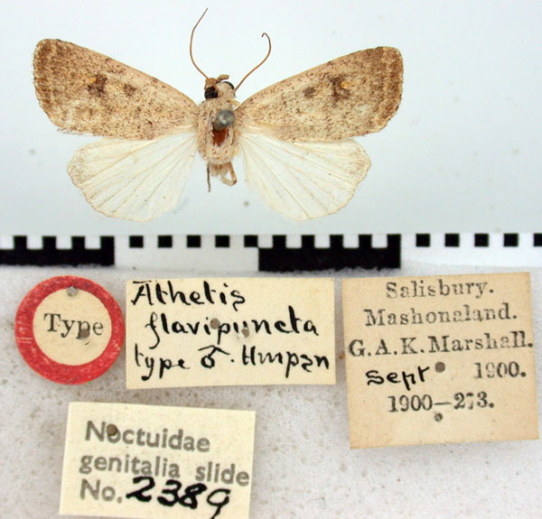 /filer/webapps/moths/media/images/F/flavipuncta_Athetis_HT_BMNH.jpg