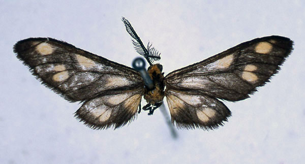/filer/webapps/moths/media/images/F/flavipunctata_Thyretes_HT_BMNH_01.jpg