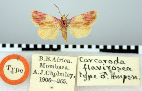 /filer/webapps/moths/media/images/F/flavirosea_Carcharoda_HT_BMNH.jpg