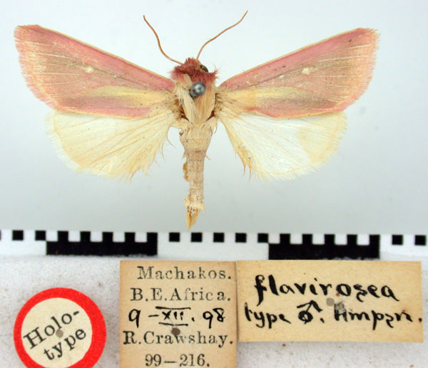/filer/webapps/moths/media/images/F/flavirosea_Timora_HT_BMNH.jpg