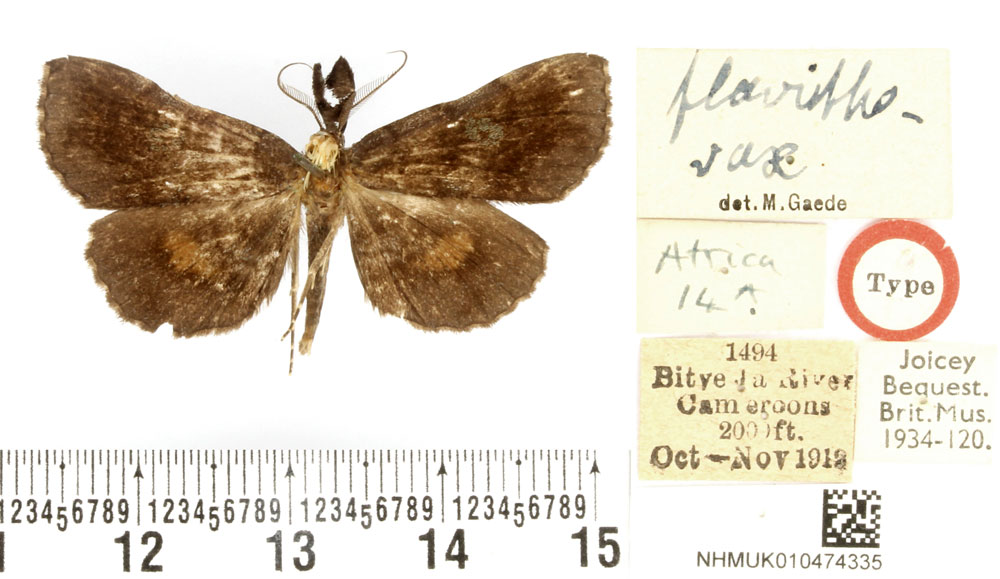 /filer/webapps/moths/media/images/F/flavithorax_Macella_HT_BMNH.jpg