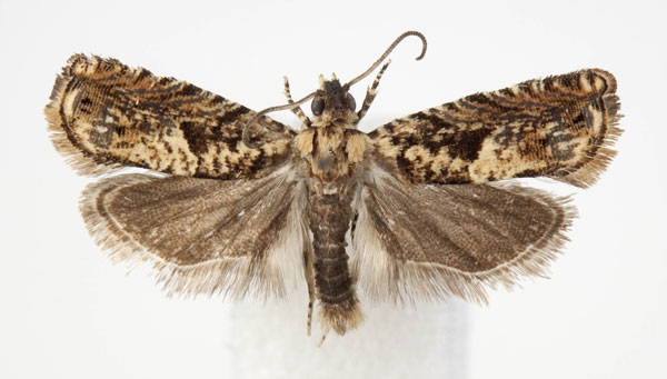 /filer/webapps/moths/media/images/F/flavitinctana_Coniostola_AM_BMNH.jpg