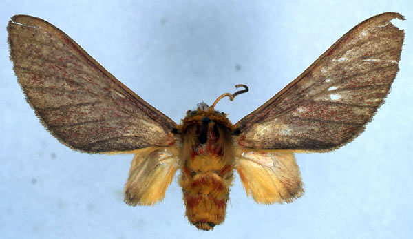 /filer/webapps/moths/media/images/F/fletcheri_Bergeria_HT_BMNH_01.jpg