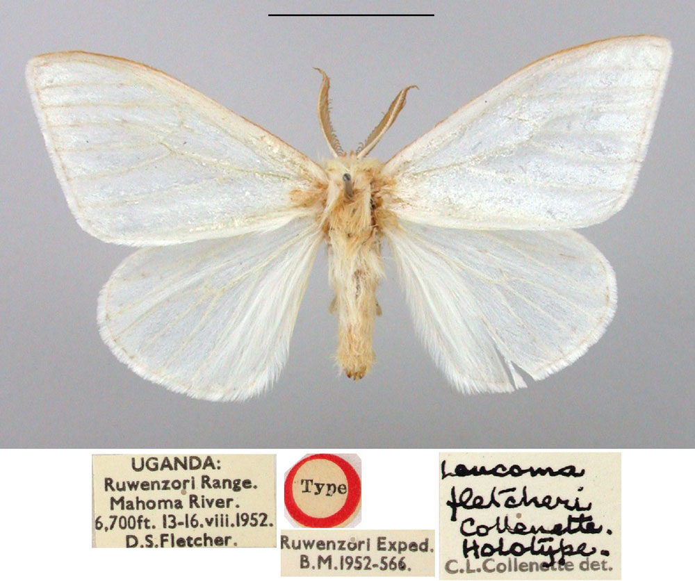 /filer/webapps/moths/media/images/F/fletcheri_Leucoma_HT_BMNH.jpg