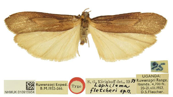 /filer/webapps/moths/media/images/F/fletcheri_Lophilema_PTM_BMNH.jpg