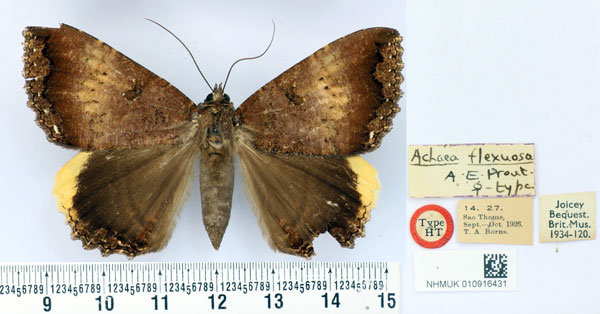 /filer/webapps/moths/media/images/F/flexuosa_Achaea_HT_BMNH.jpg