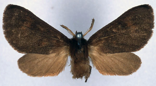 /filer/webapps/moths/media/images/F/flora_Metarctia_HT_BMNH_01.jpg