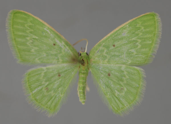 /filer/webapps/moths/media/images/F/fluorita_Comostolopsis_A_ZSM_01.jpg