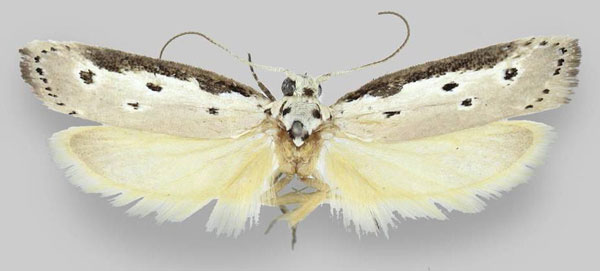 /filer/webapps/moths/media/images/F/fluviatilis_Ethmia_HT_NMNW.jpg