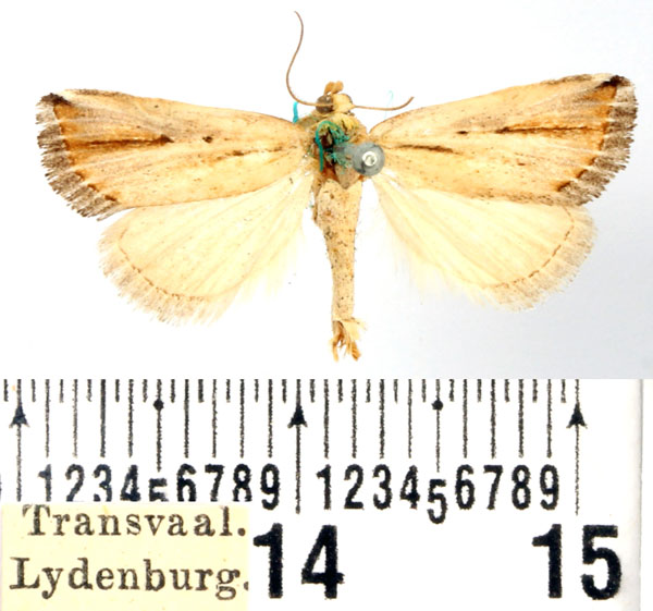 /filer/webapps/moths/media/images/F/foedosa_Eublemma_AM_BMNH.jpg