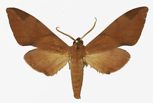 /filer/webapps/moths/media/images/F/foliaceus_Pseudopolyptychus_AM_Basquin.jpg