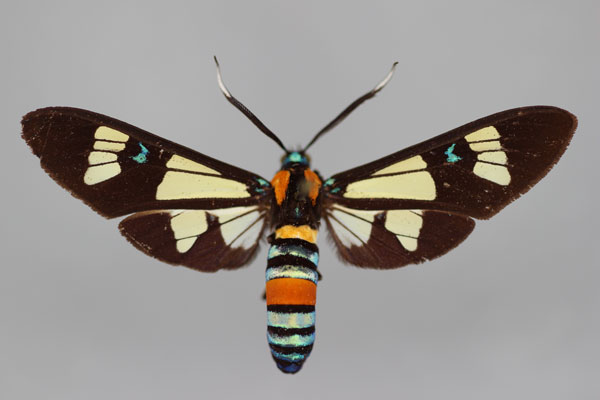 /filer/webapps/moths/media/images/F/folletii_Euchromia_A_BMNH.jpg