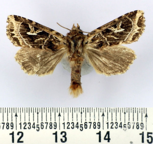 /filer/webapps/moths/media/images/F/fontainei_Rungsianea_AM_BMNH.jpg