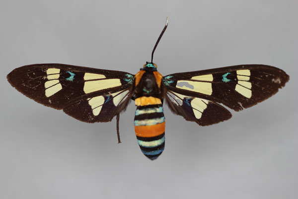 /filer/webapps/moths/media/images/F/formosa_Euchromia_ST_BMNH.jpg