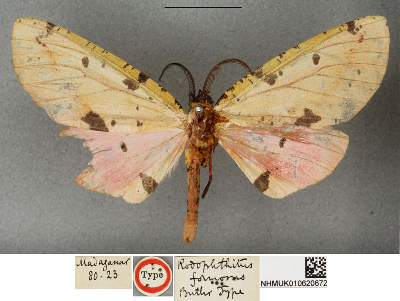 /filer/webapps/moths/media/images/F/formosus_Rhodophthitus_HT_BMNH.jpg