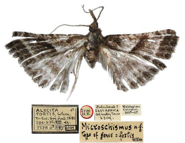 /filer/webapps/moths/media/images/F/fortis_Alucita_HT_BMNH.jpg