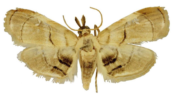/filer/webapps/moths/media/images/F/foveolatae_Trichophysetis_HT_BMNH.jpg
