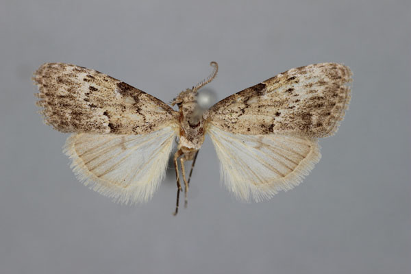 /filer/webapps/moths/media/images/F/fovifera_Meganola_HT_BMNH.jpg