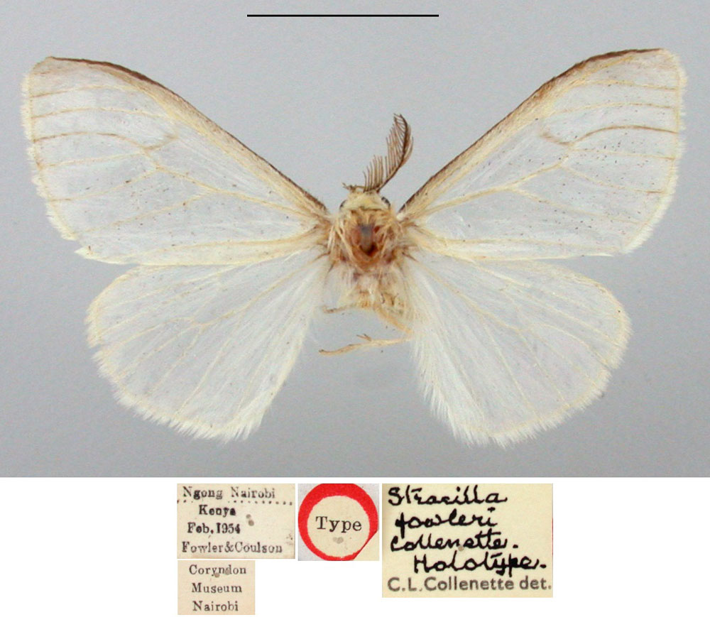 /filer/webapps/moths/media/images/F/fowleri_Stracilla_HT_BMNH.jpg
