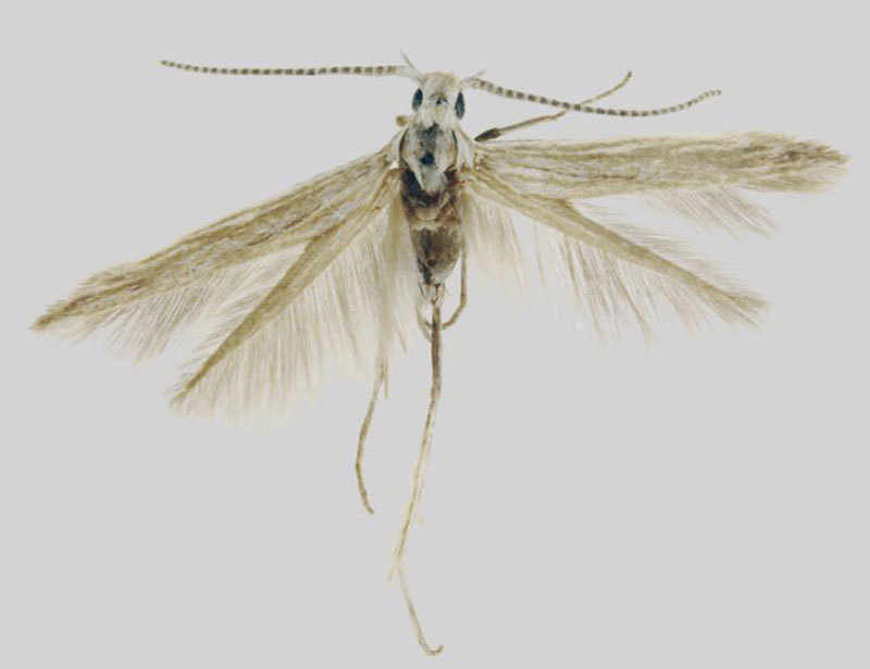 /filer/webapps/moths/media/images/F/fracta_Coleophora_HT_BMNH.jpg