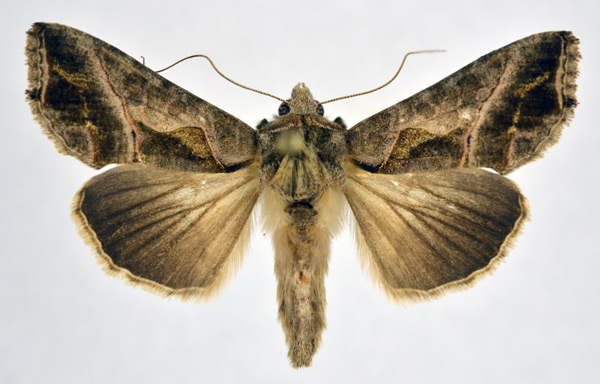 /filer/webapps/moths/media/images/F/fracta_Ctenoplusia_A_NHMO.jpg