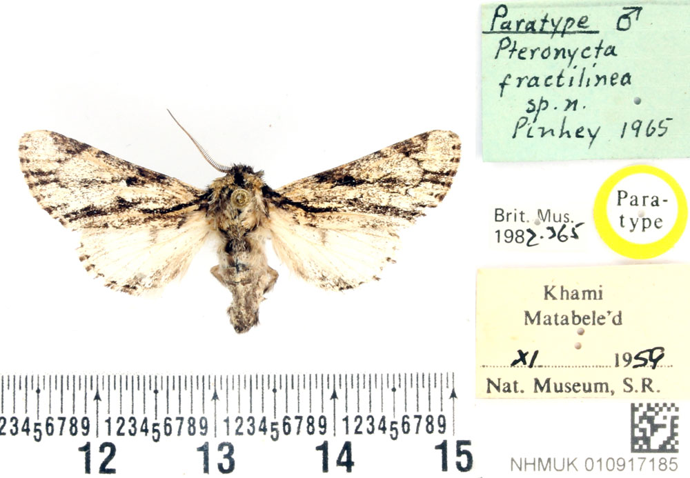 /filer/webapps/moths/media/images/F/fractilinea_Pteronycta_PTM_BMNH.jpg