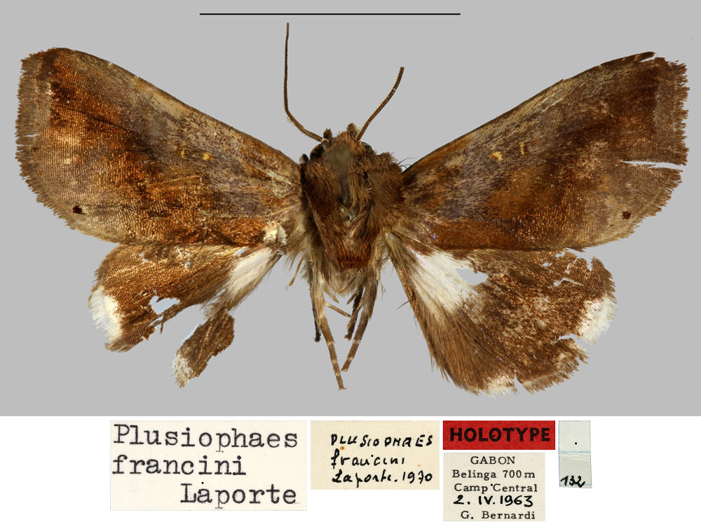 /filer/webapps/moths/media/images/F/francini_Plusiophaes_HT_MNHN.jpg