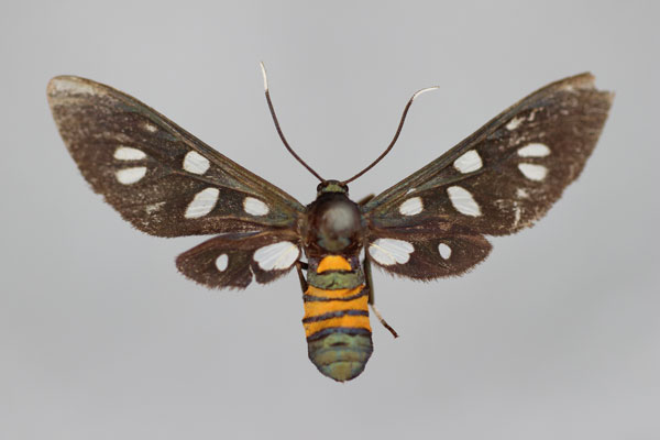 /filer/webapps/moths/media/images/F/francisca_Amata_HT_BMNH.jpg