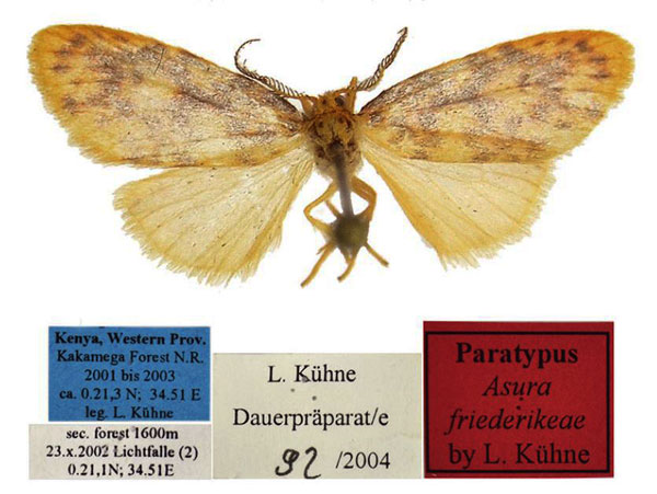 /filer/webapps/moths/media/images/F/friederikeae_Afrasura_PTM_BMNH.jpg