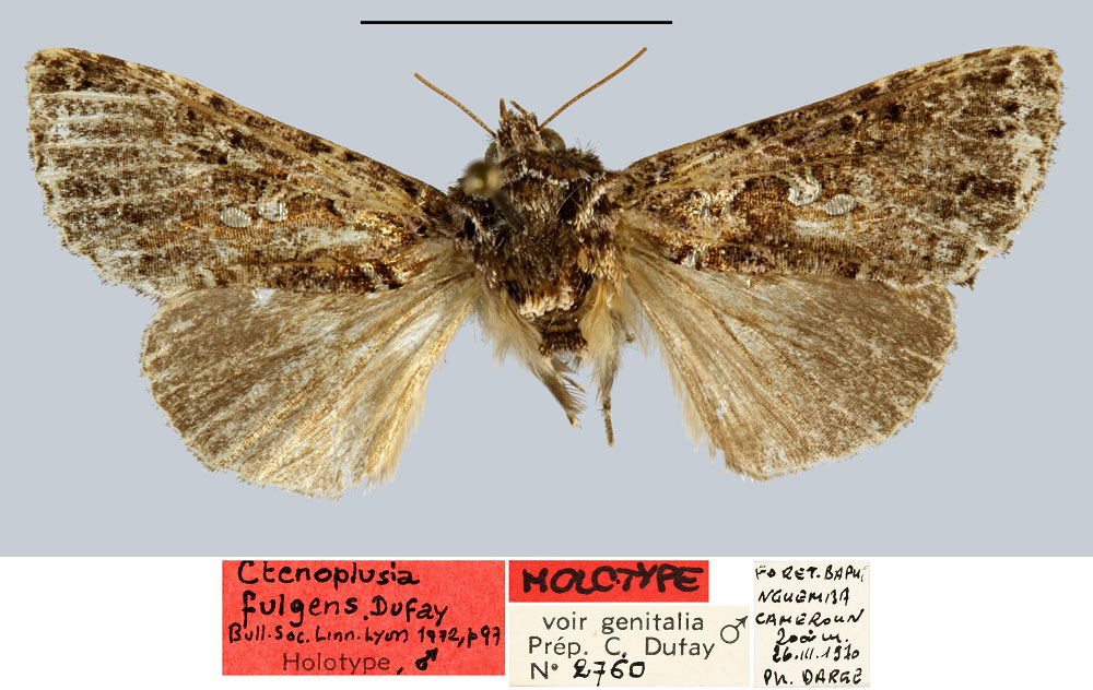 /filer/webapps/moths/media/images/F/fulgens_Ctenoplusia_HT_MNHN.jpg