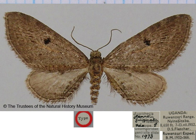 /filer/webapps/moths/media/images/F/fuliginata_Eupithecia_HT_BMNH.jpg