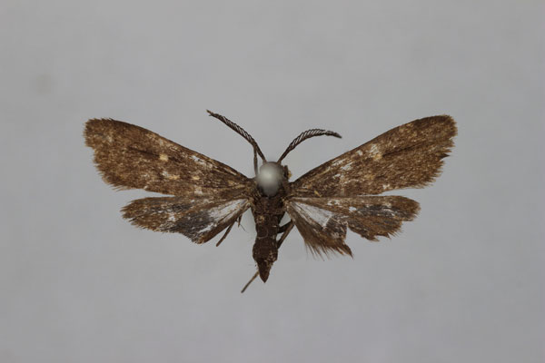 /filer/webapps/moths/media/images/F/fuliginea_Eurosia_HT_BMNH.jpg