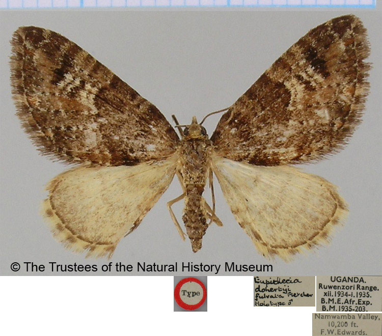 /filer/webapps/moths/media/images/F/fulvata_Eupithecia_HT_BMNH.jpg